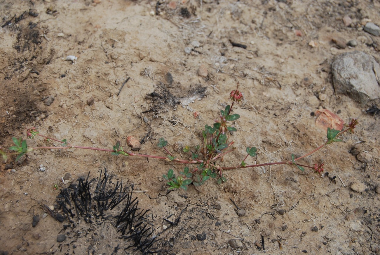 trifolium-ciliolatum-20may2014-1