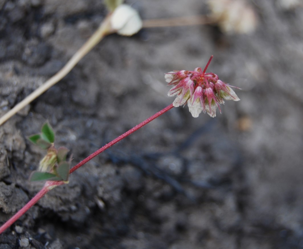 trifolium-ciliolatum-20may2014-10