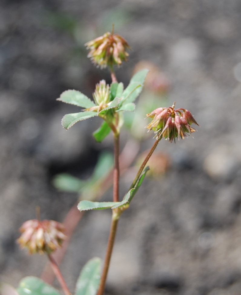 trifolium-ciliolatum-20may2014-113