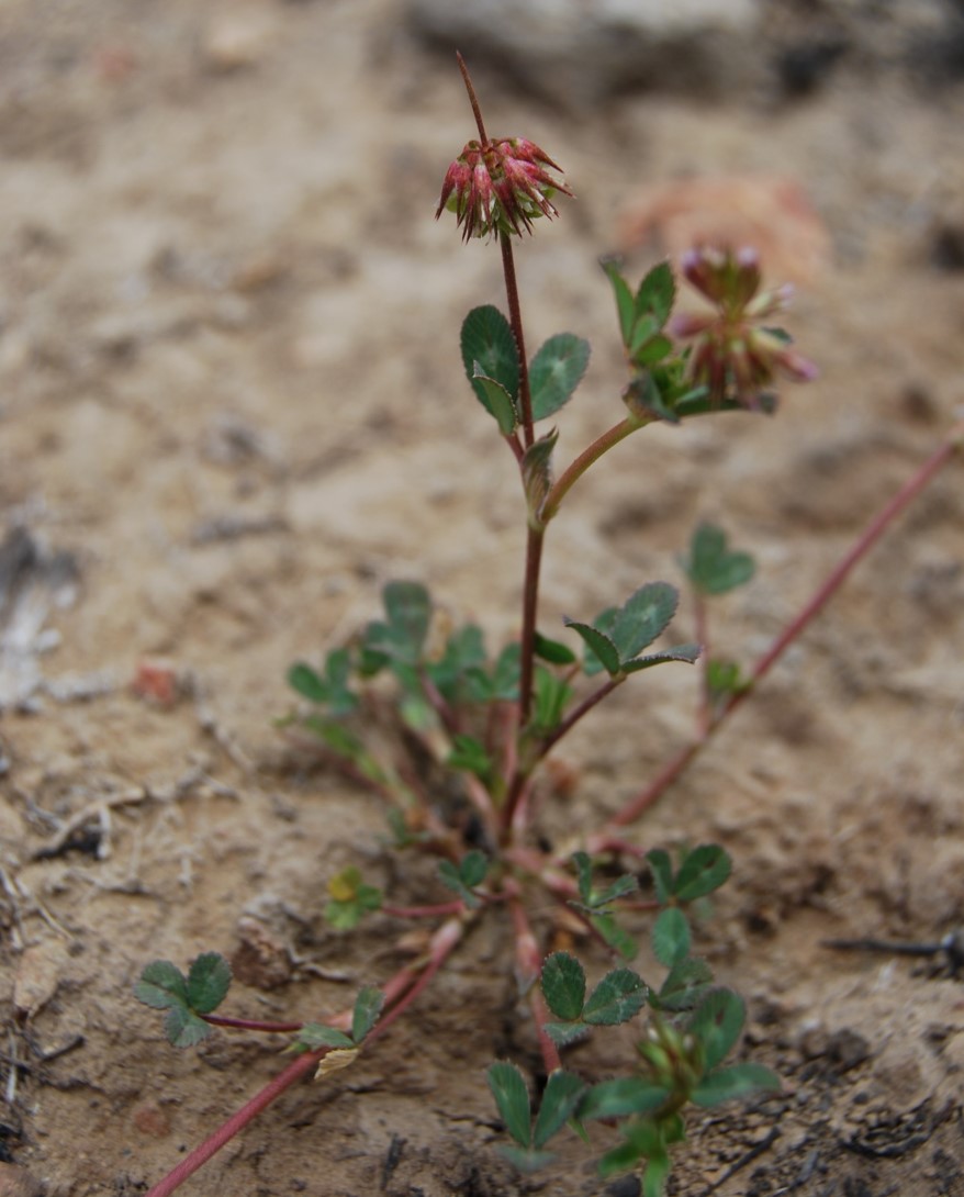 trifolium-ciliolatum-20may2014-2