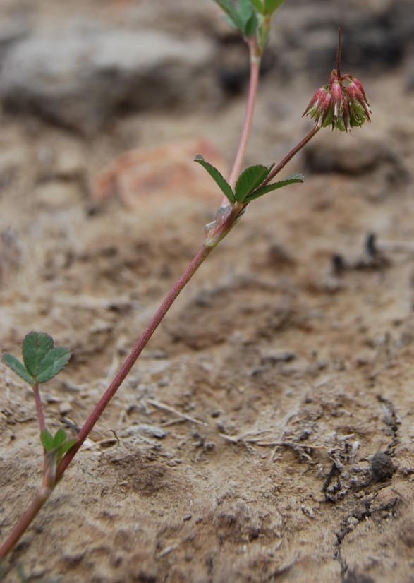 trifolium-ciliolatum-20may2014-6