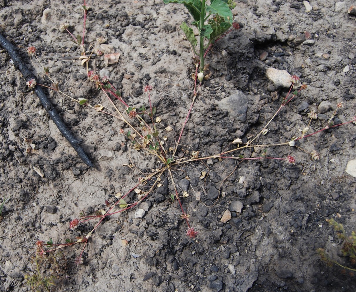 trifolium-ciliolatum-20may2014-7