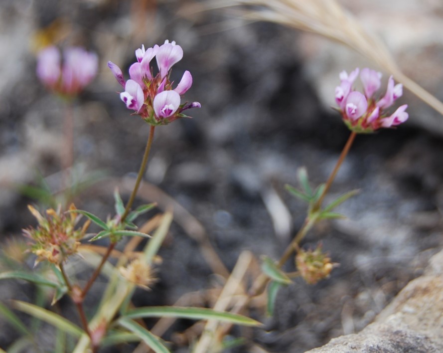 trifolium-wildenovii-29may2014-6