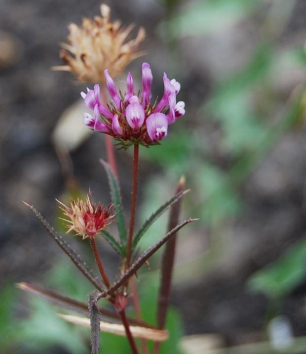 trifolium-wildenovii-29may2014-1