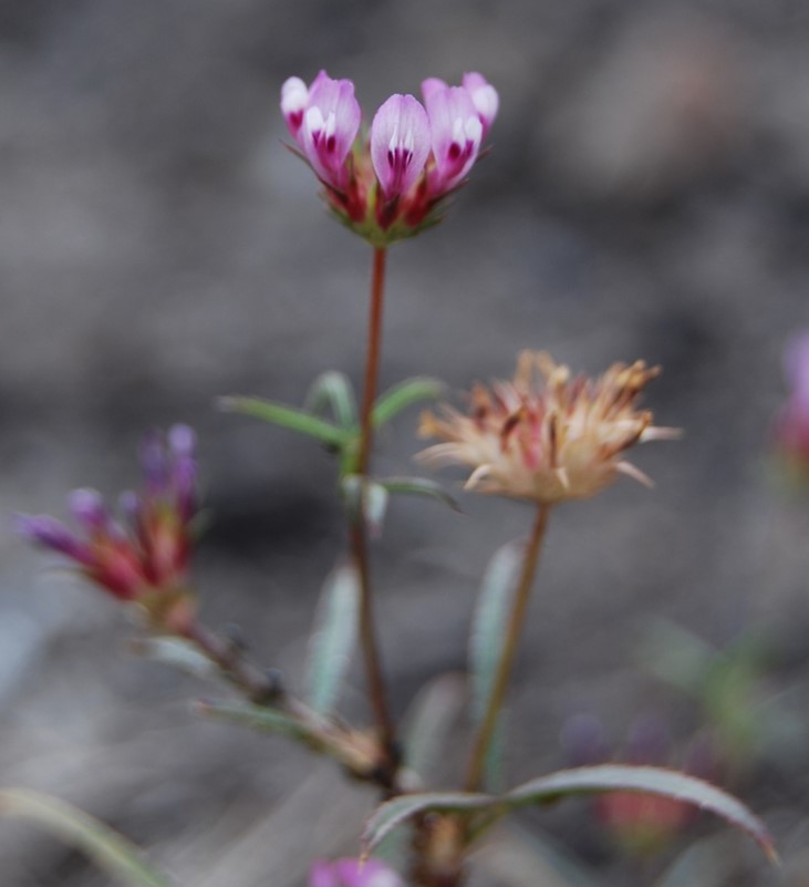 trifolium-wildenovii-29may2014-14