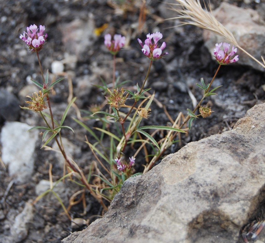 trifolium-wildenovii-29may2014-8